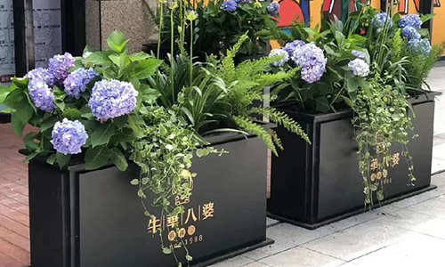 春季户外花箱适合种什么植物？好看、好养、成活率高